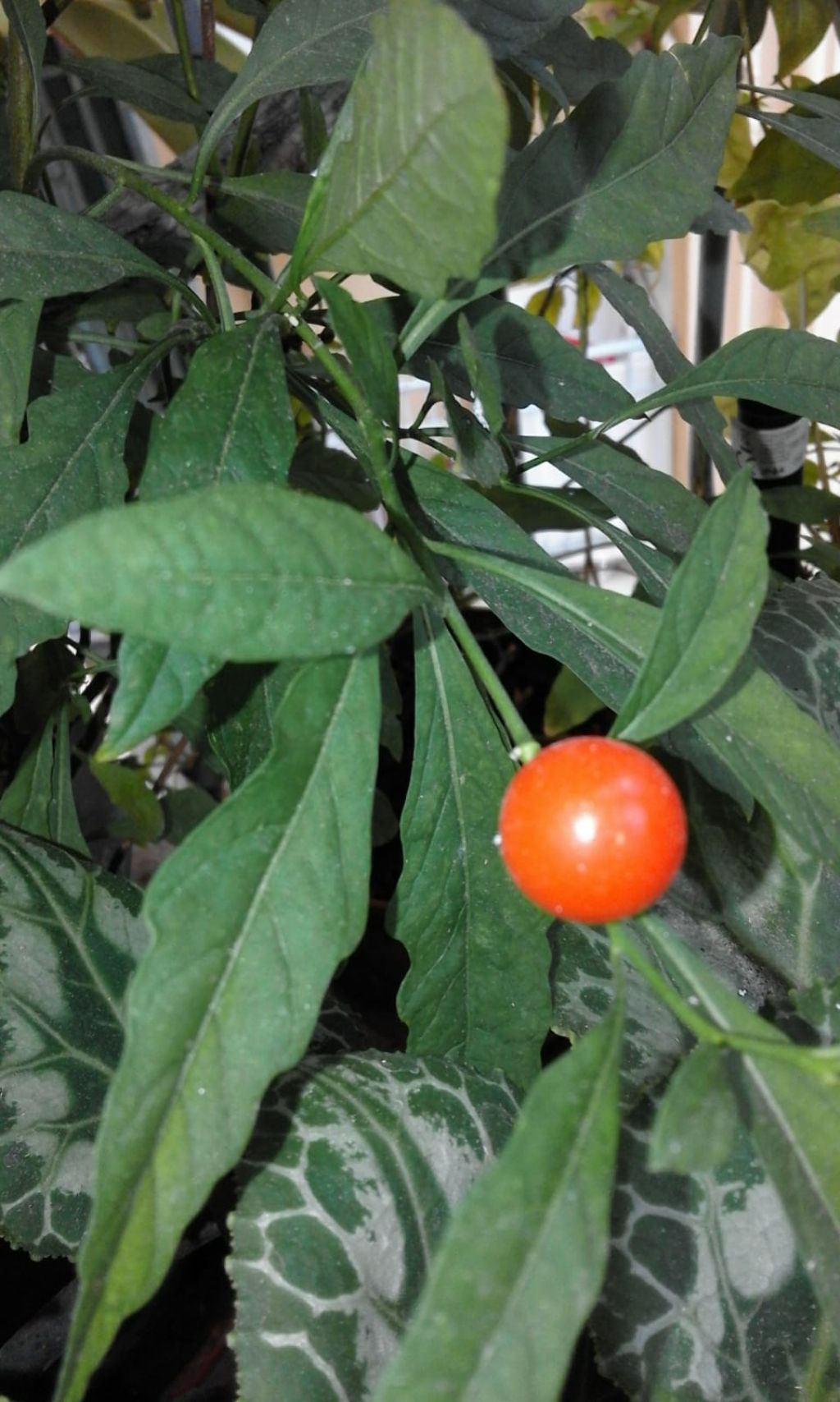 Bacche sul balcone:   Solanum pseudocapsicum